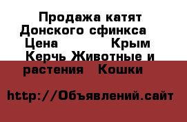 Продажа катят Донского сфинкса  › Цена ­ 5 000 - Крым, Керчь Животные и растения » Кошки   